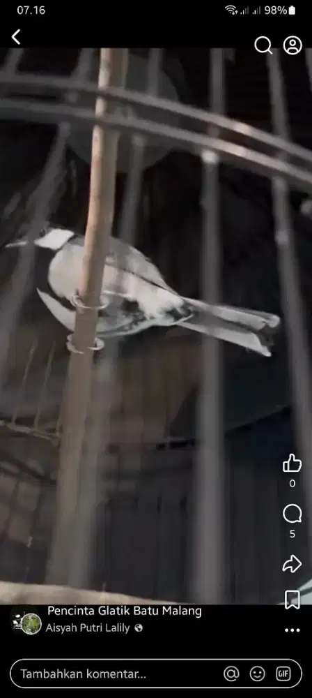 Glatik watu gacor isian prenjak fullset