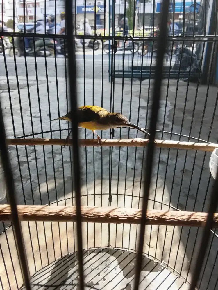 Burung pijantung pisang  rajin nekek