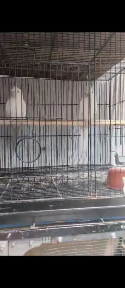 Falk albino mata merah sepasang