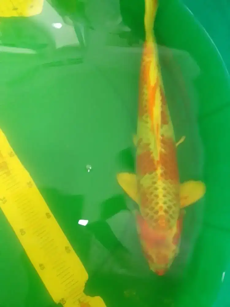Ikan koi jenis Kujaku 42cm HQ