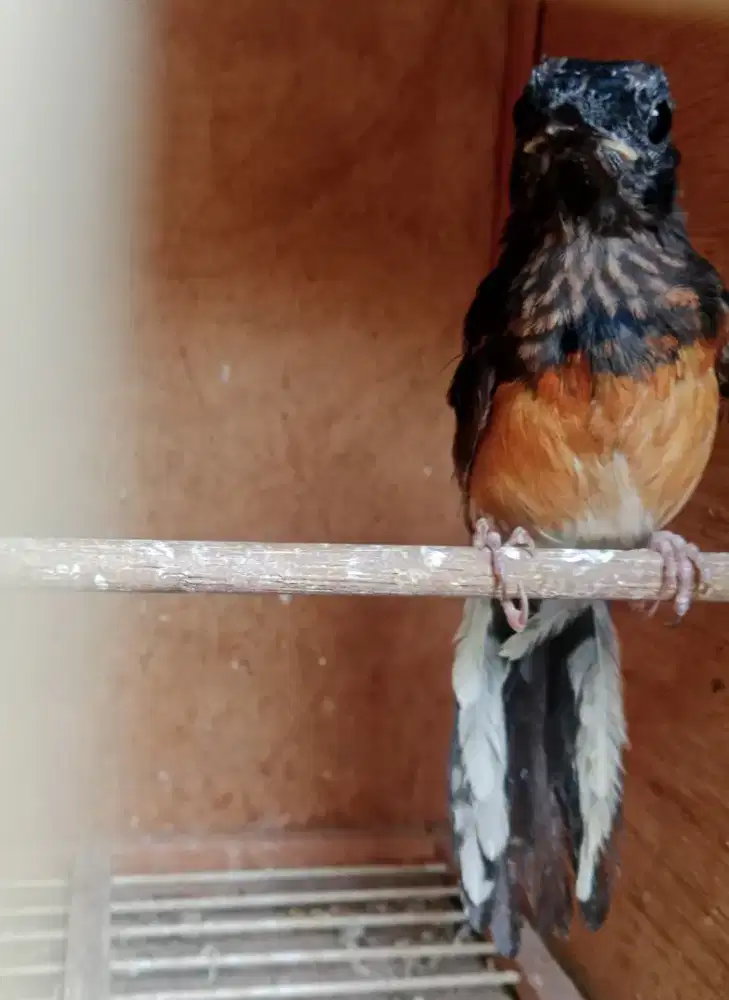 Burung Murai batu trotolan mulai belajar ngeplong