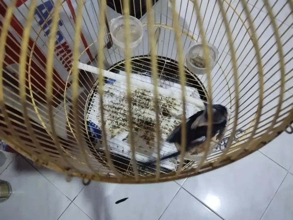 Cendet bahan gondrong