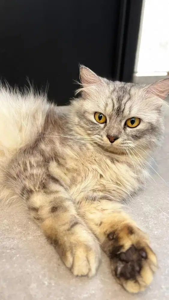 Lepas addopt kucing Jantan