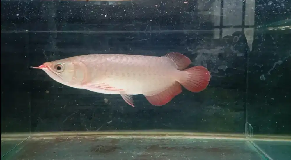 Arwana super red 27cm