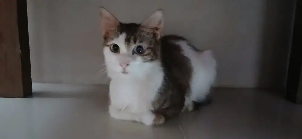 Kucing Persia Betina