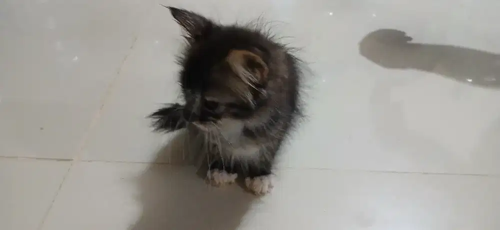 Kitten Persia Betina