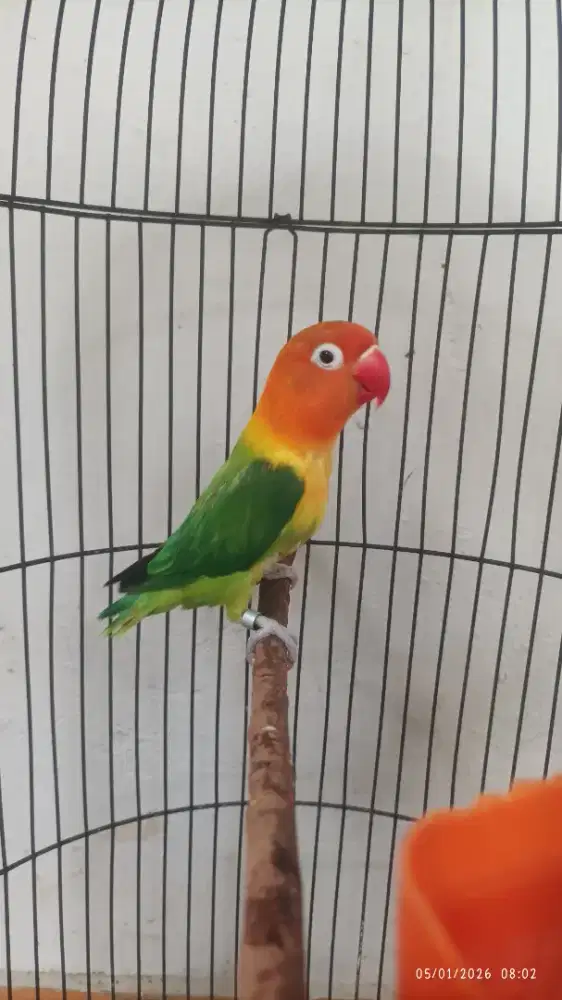 Bio Ewing green jantan dewasa ngekek panjang fighter latah