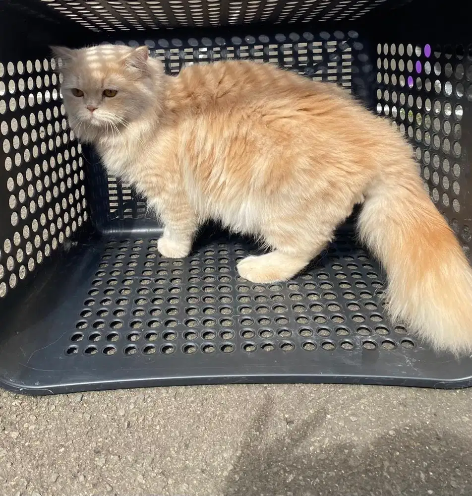 Kucing Persia x Maincoon (bigbone)