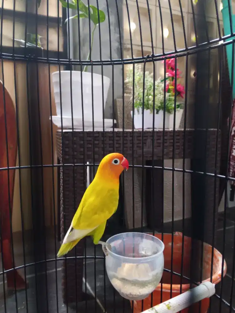 Burung Lovebird