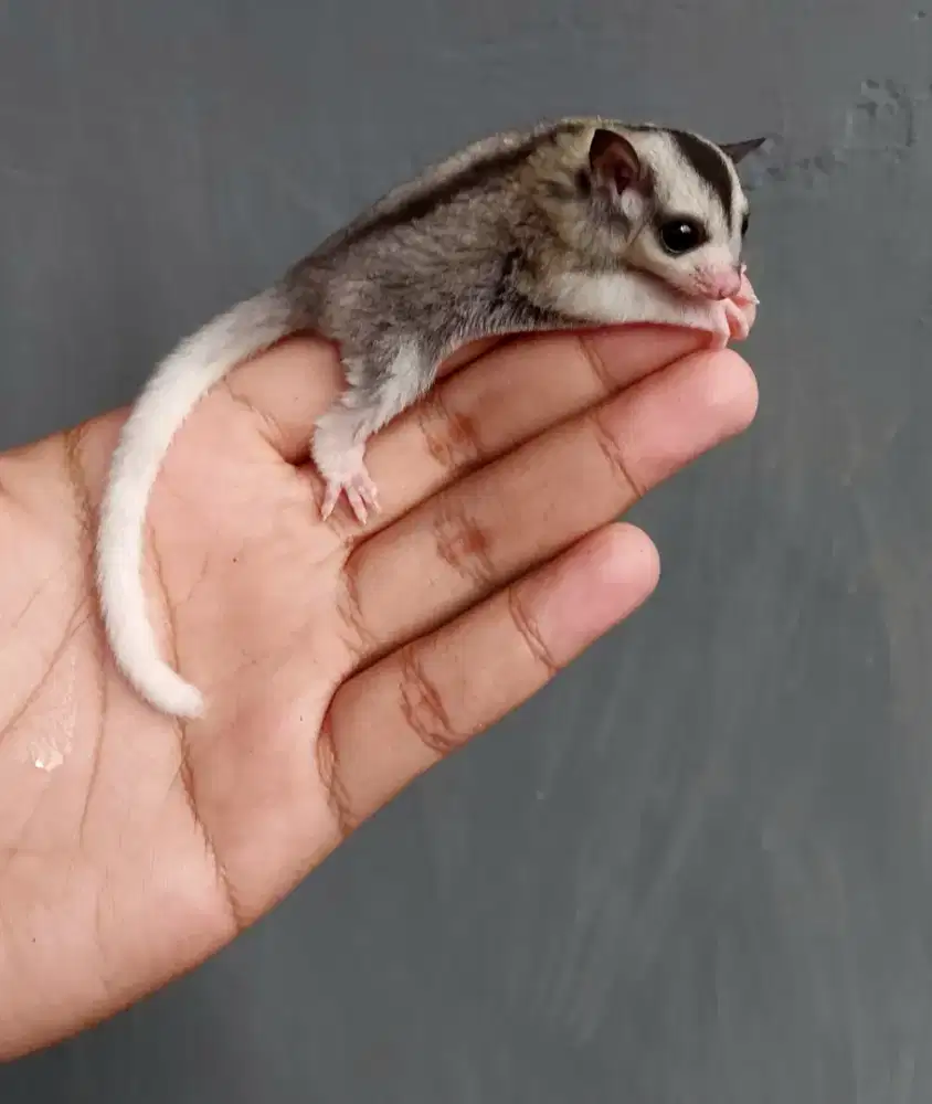 Sugar glider moza het leu betina 1 bln