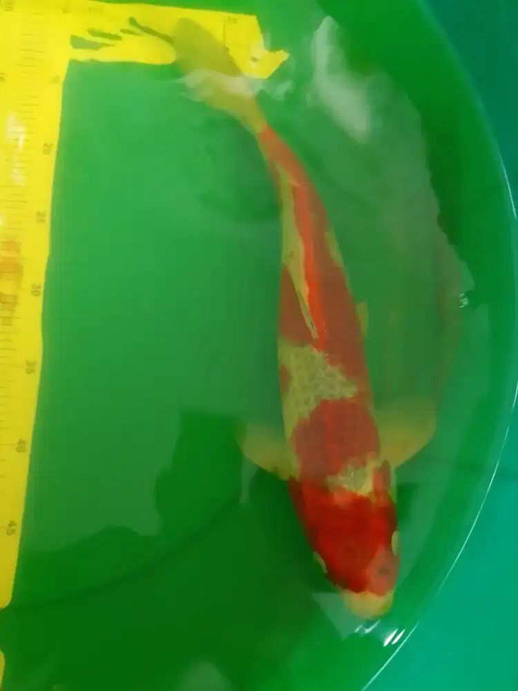 Ikan koi jenis Goshiki 39cm bagus