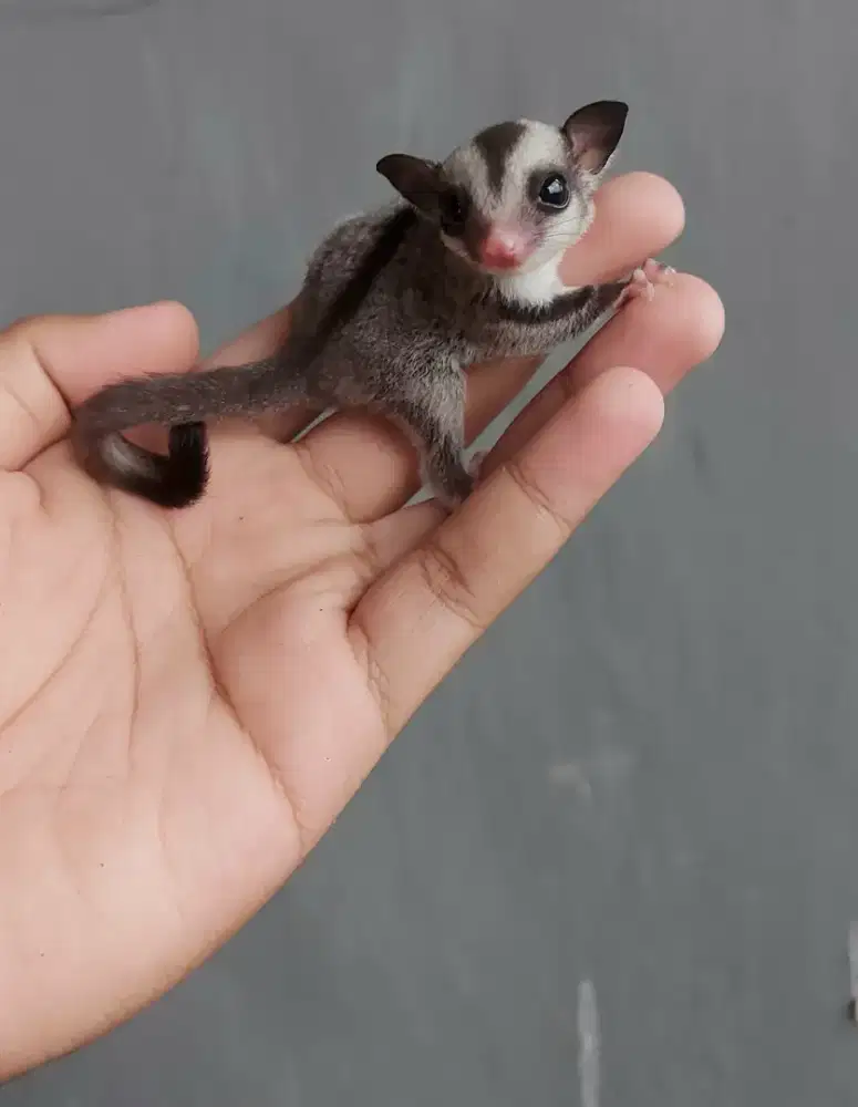 Sugar glider grey het leu jantan 1 bln