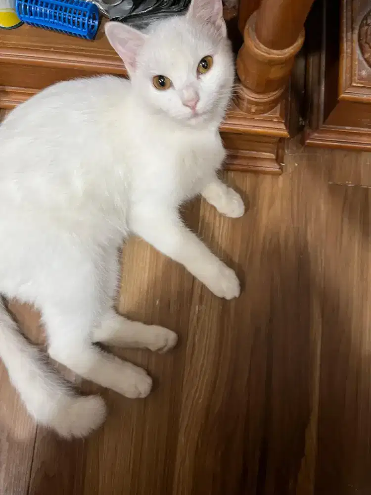 Kucing mixdom gratis