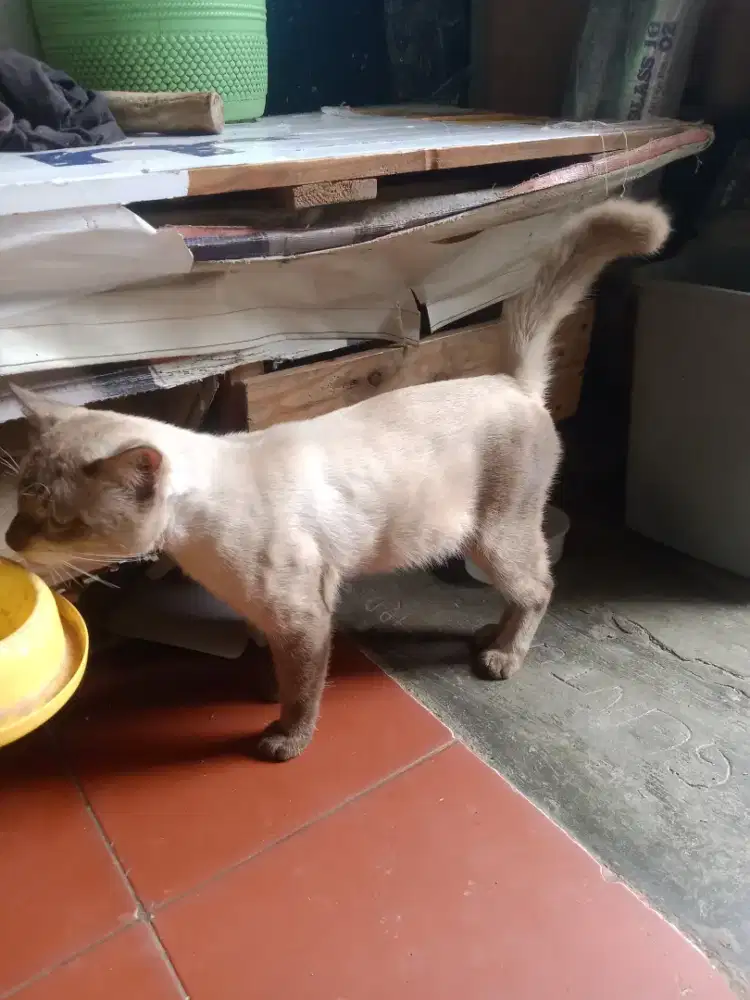 Kucing bsh silang siam jantan badan besar