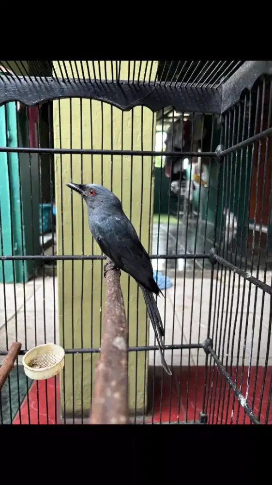 Burung Srigunting sudah Bunyi