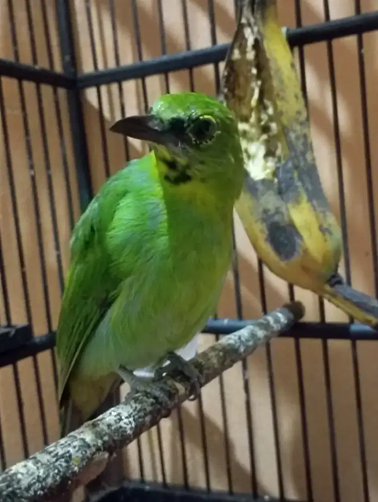 Burung murai kembang trotol jantan prospek