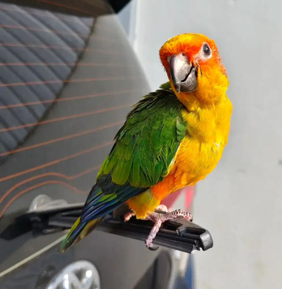 Lolohan Sunconure