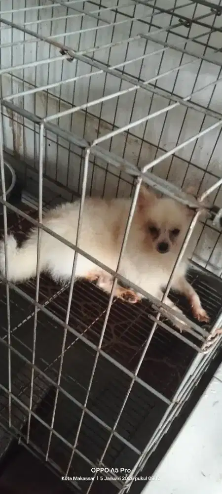 Open adop mini pom betina umur 1 thn