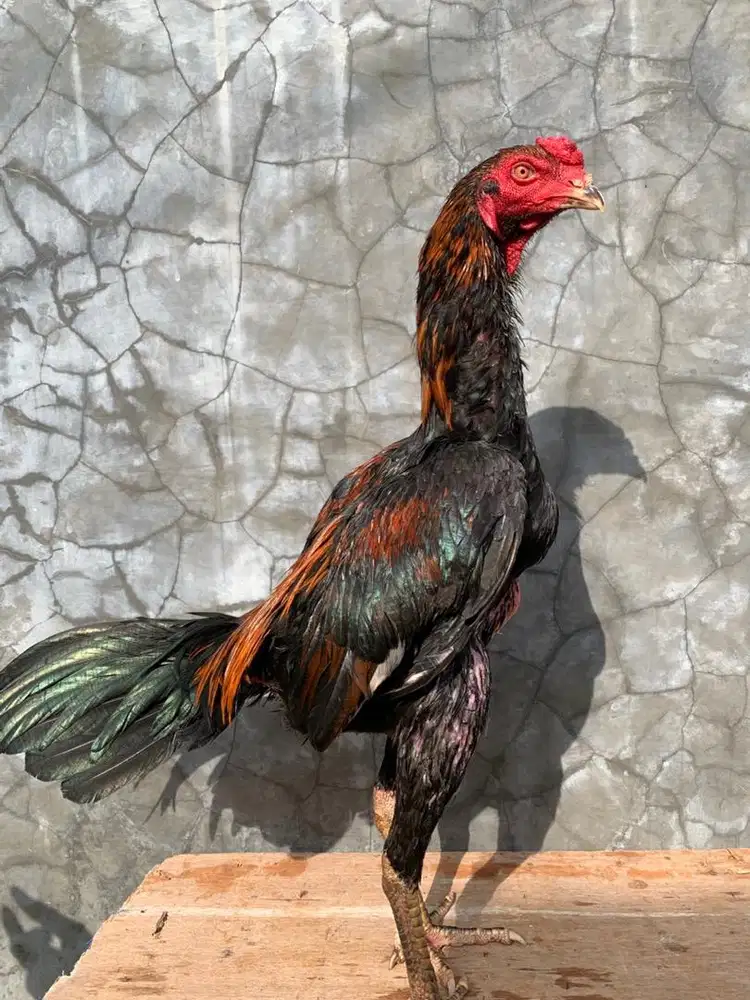 Ayam bangkok x mangon