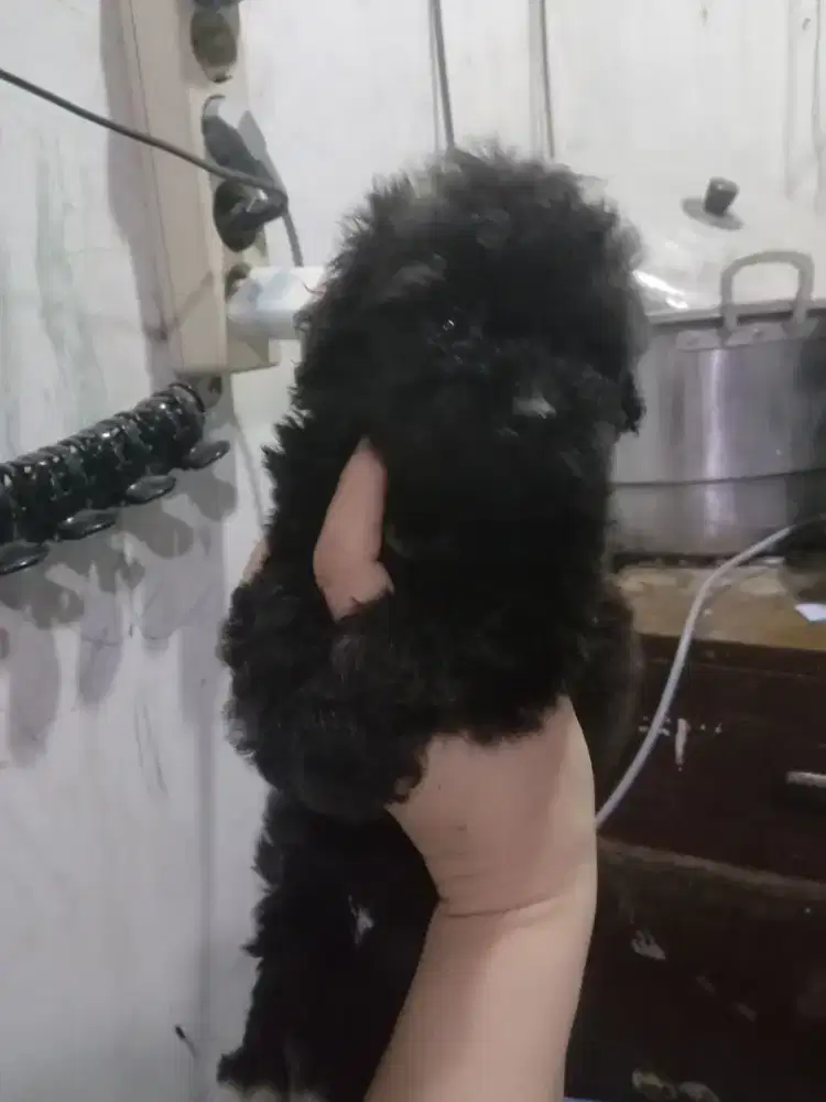 Poodle shitzu umur 2 bulan