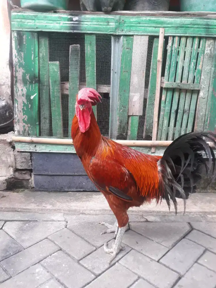 Jual sepasang ayam pelung