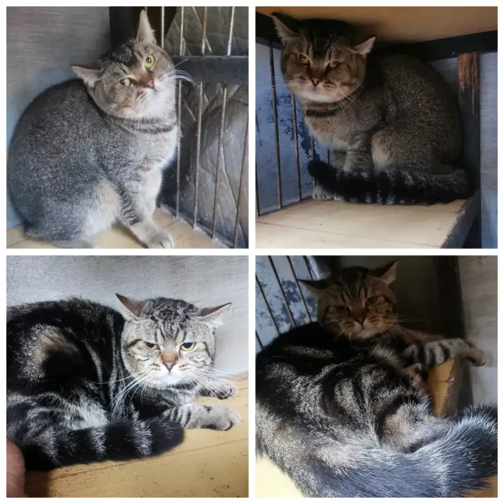 Kucing BSH mix scootish Pure lucu