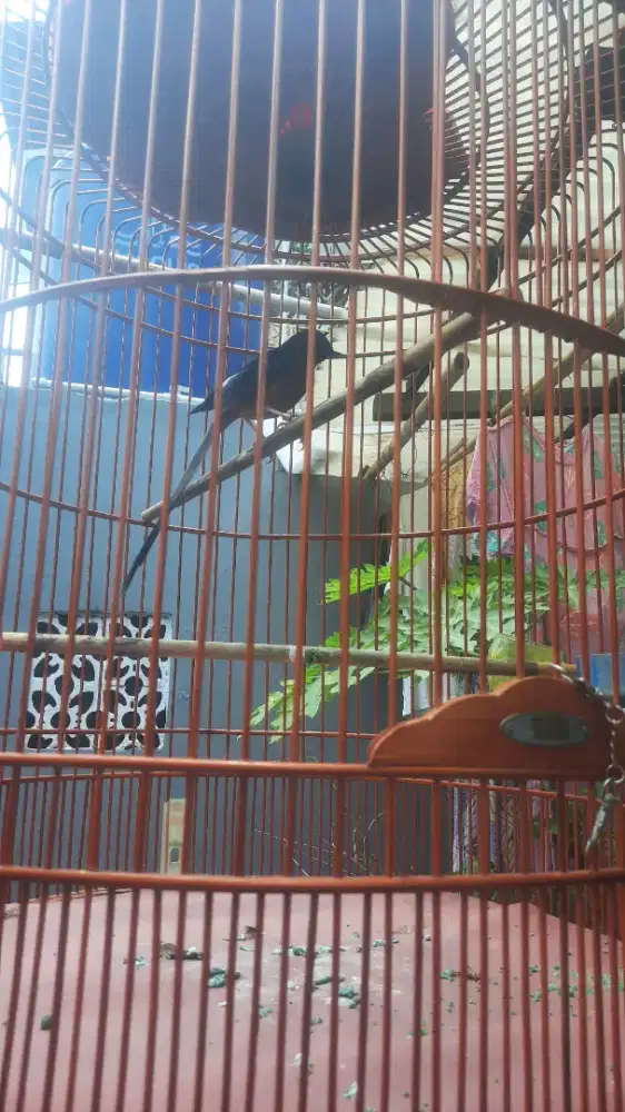 Muray f4 trah prestasi