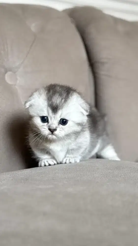 munchkin gaelic fold betina silver anak import