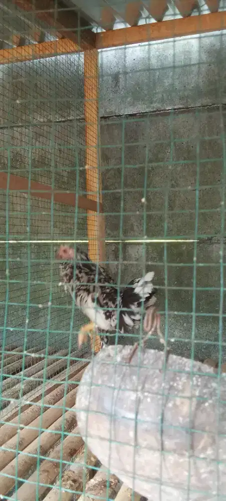 Ayam bekakak betina
