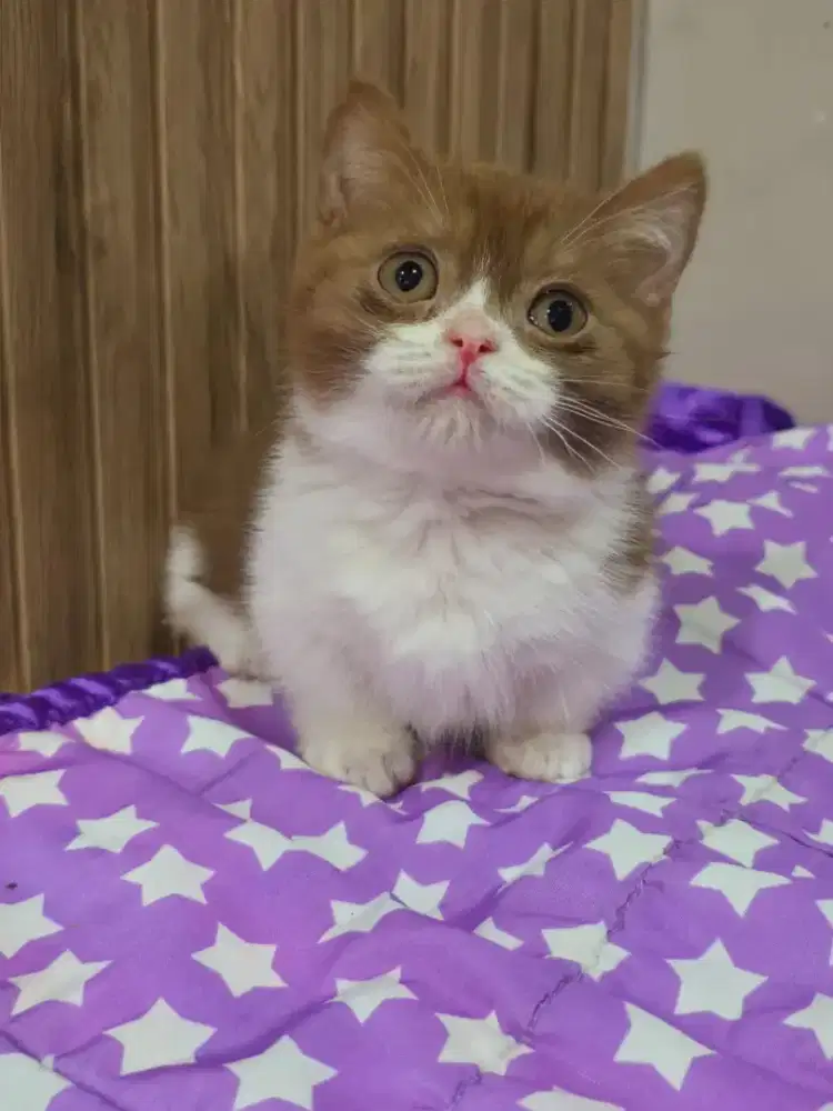 Munchkin Cinnamon lucu