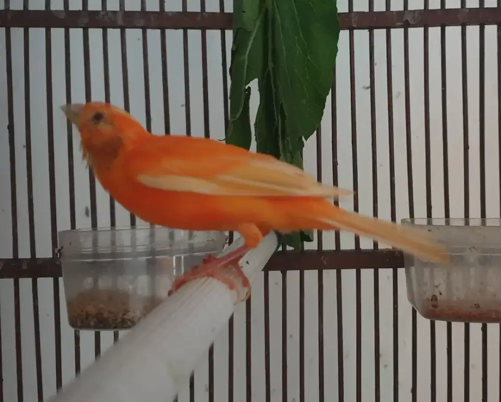 Kenari merlok positif jantan udah ngeriwik