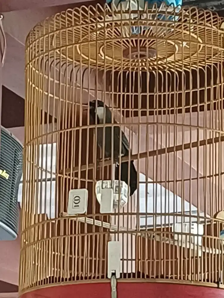 Poksay hongkong gacor bodi gede kandang nya baru