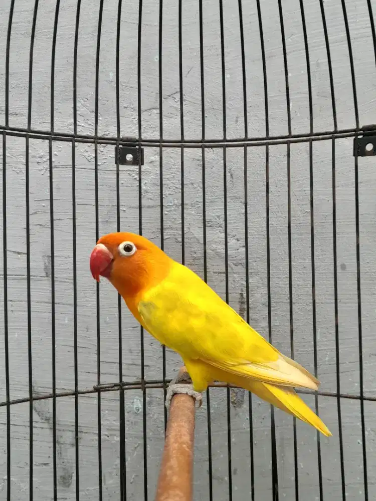 Lovebird jantan GS dada kuning
