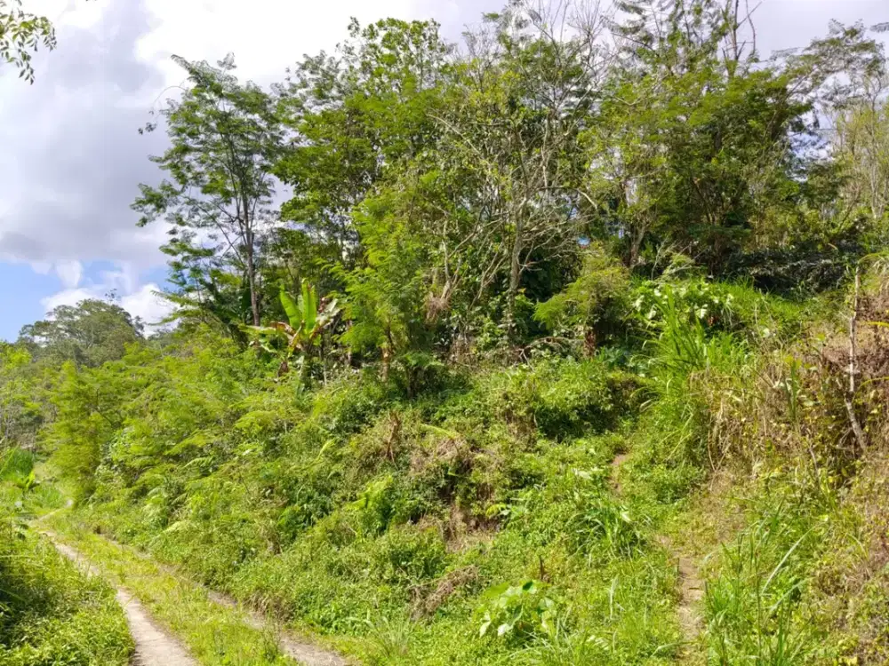 DIJUAL 1 BIDANG TANAH DENGAN TOTAL LUAS 3660 M2 - BADUNG