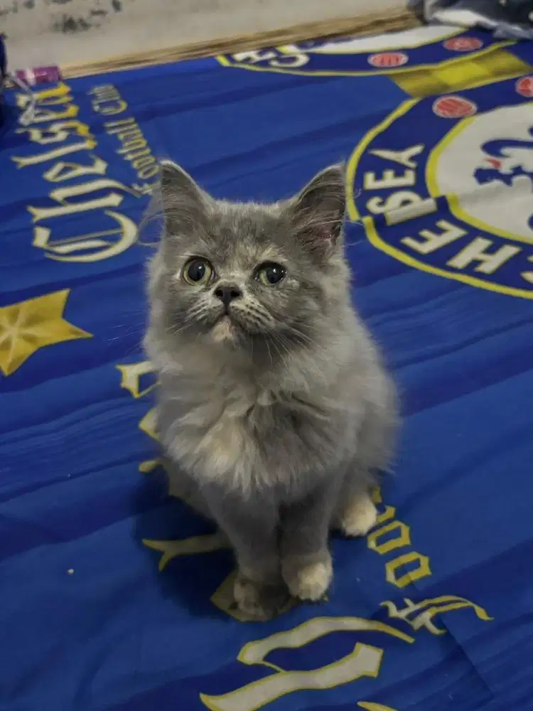 jual kitten persia betina 2,5 bulan