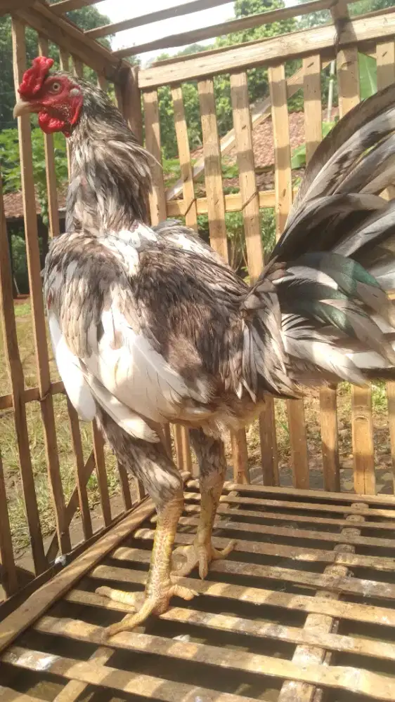 Ayam jago Pama x mangon