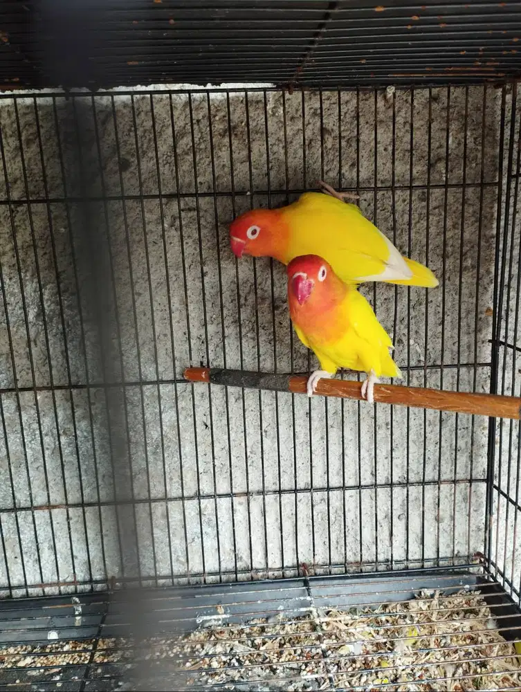 Indukan burung lovebird/LB