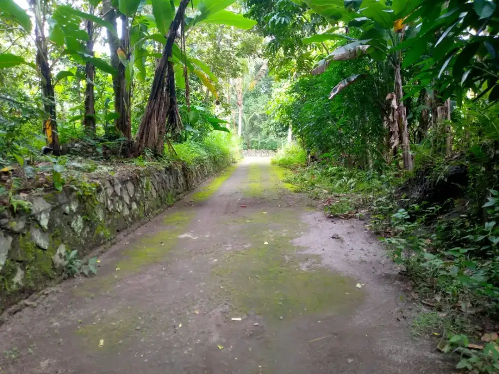 DIJUAL TANAH PEKARANGAN BONUS POHON DURIAN DAN ALPUKAT AREA KEMALANG