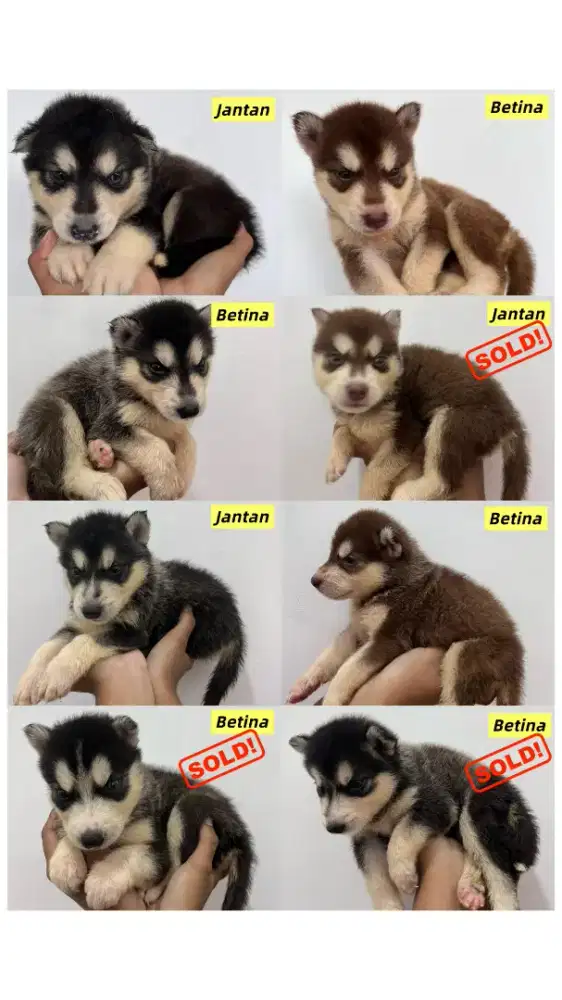 Anjing Husky siberian