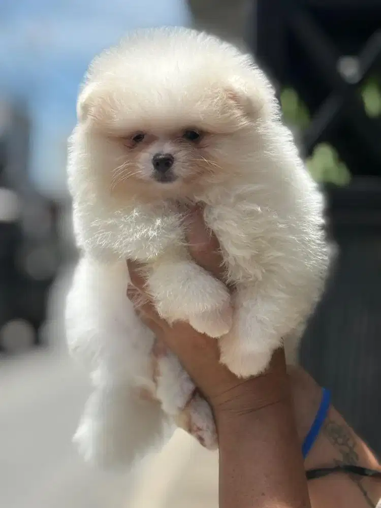 Minipom supermini white