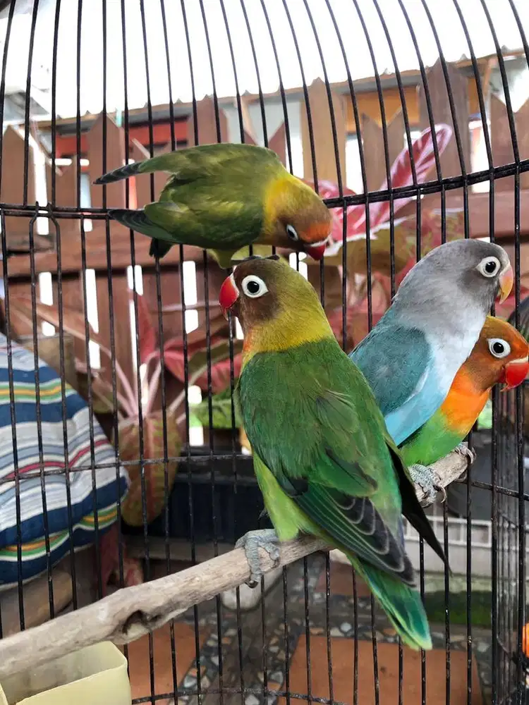 Lovebird anakan (4 bulan)