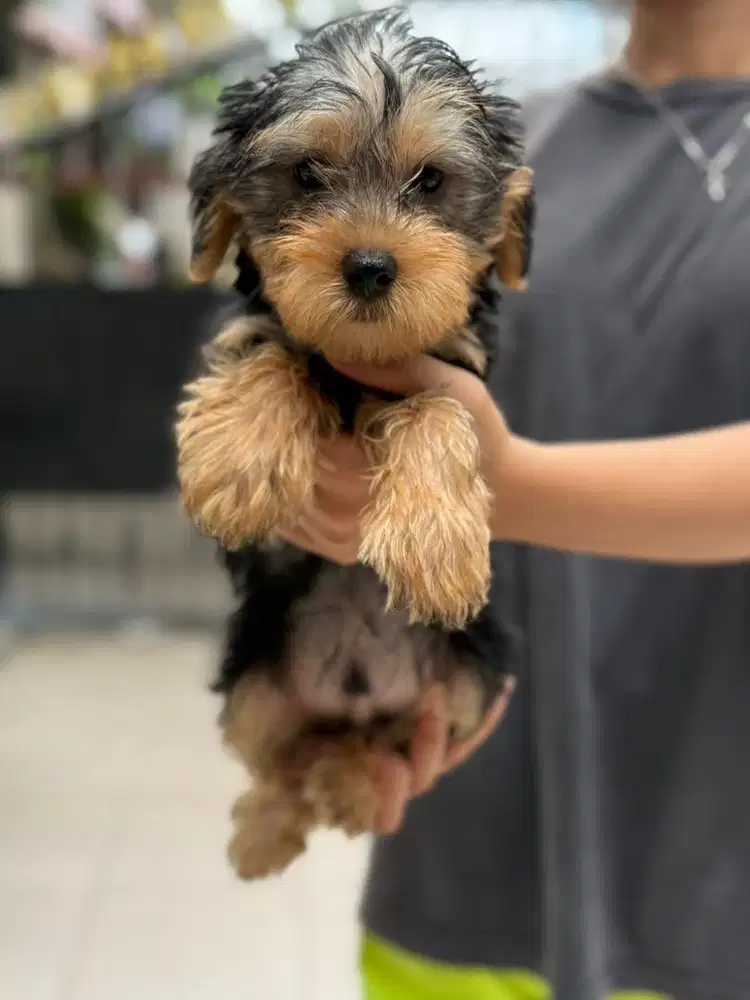 Yorkshire puppy