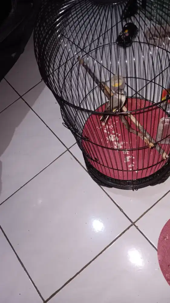 Burung mantenan mini trotol