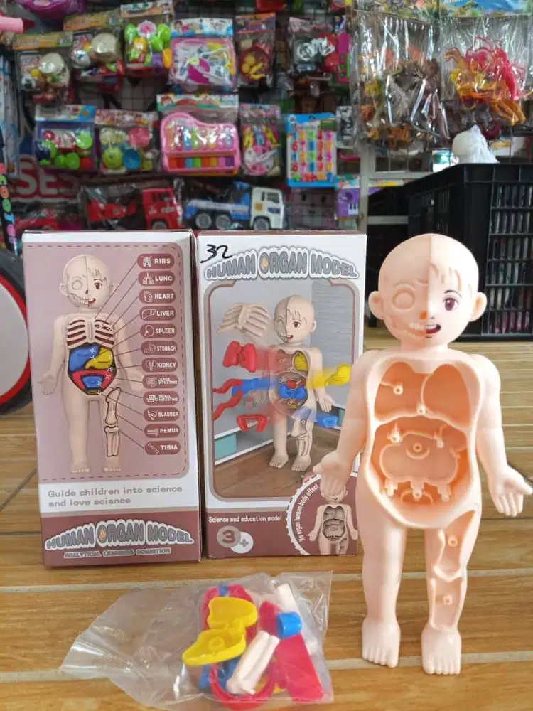 mainan anak edukasi organ