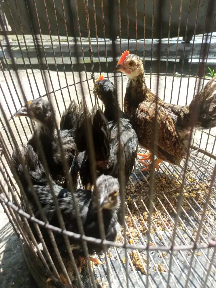 Ayam Kate cerama atau tema