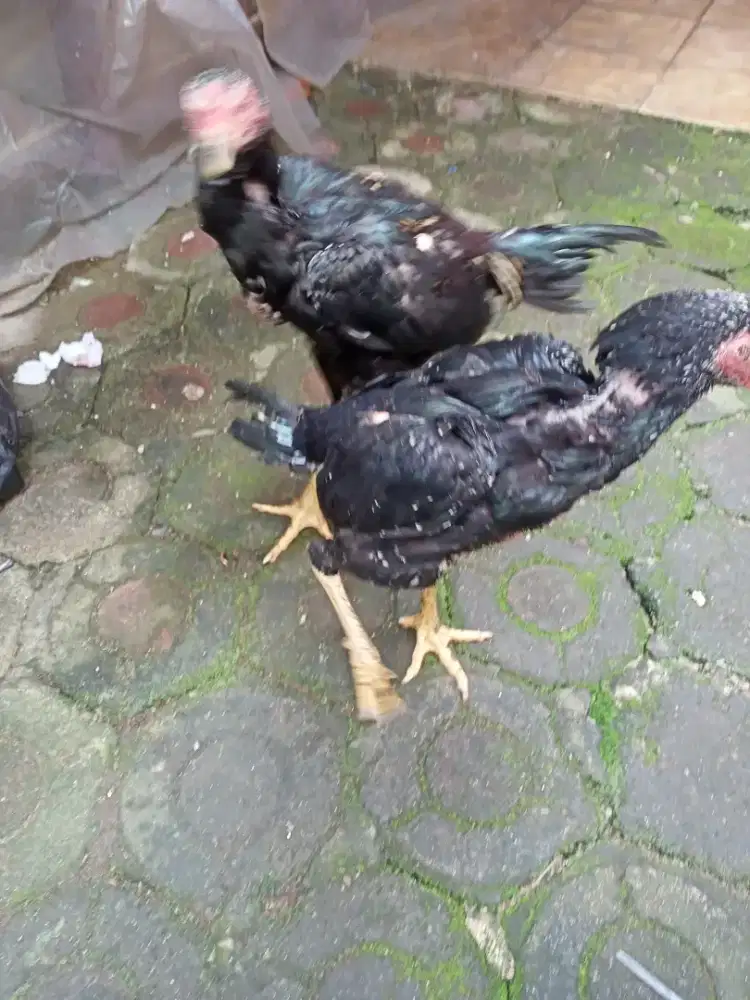 Ayam Bangkok super sepasang  sehat berkualitas.
