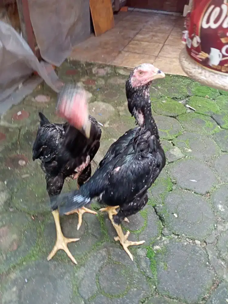 Ayam Bangkok super sepasang  sehat berkualitas.