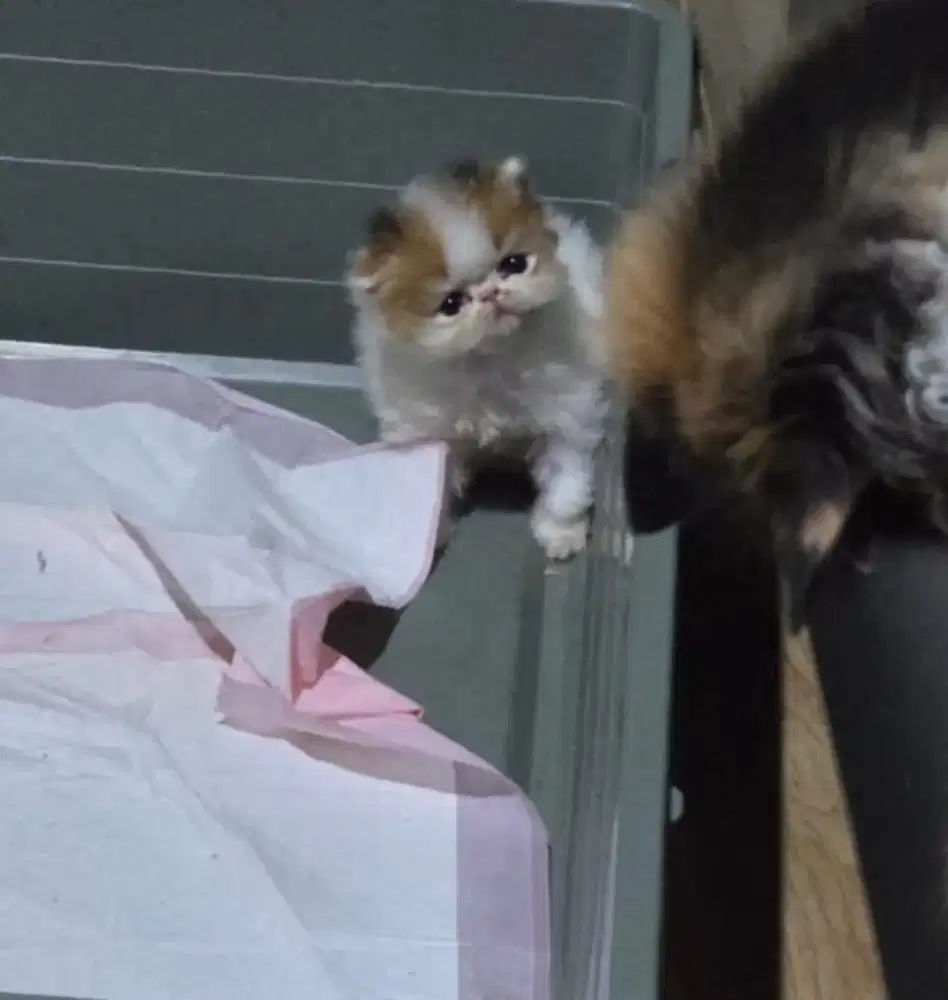 Persia Peaknose Kitten