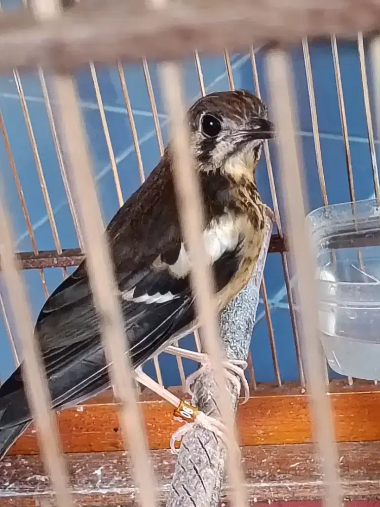 Anis kembang paud jantan