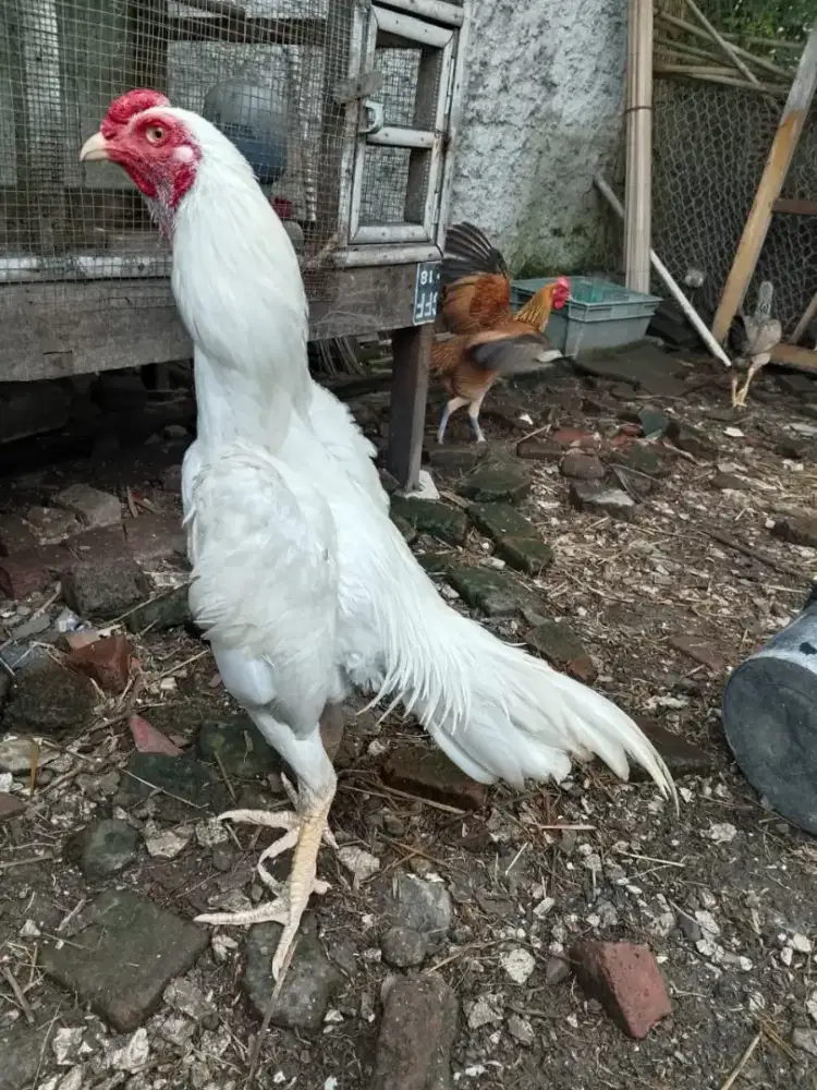 Ayam bangkok putih